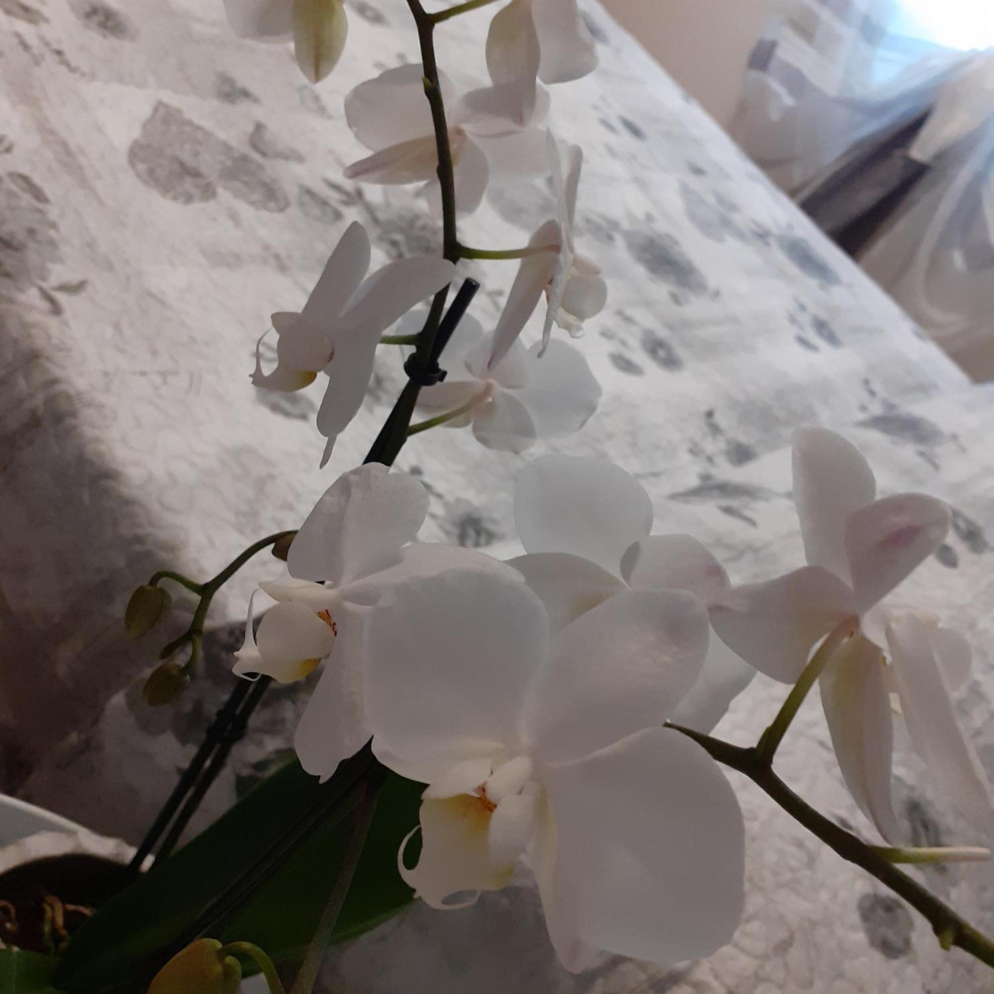B&B Alla Bon'Ora Volpago del Montello Quarto foto